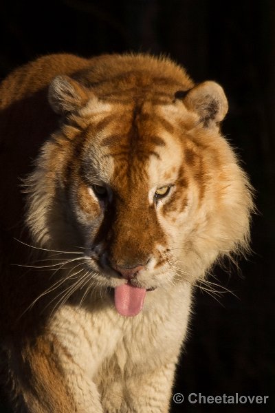 _DSC6656.JPG - Gouden Tijger