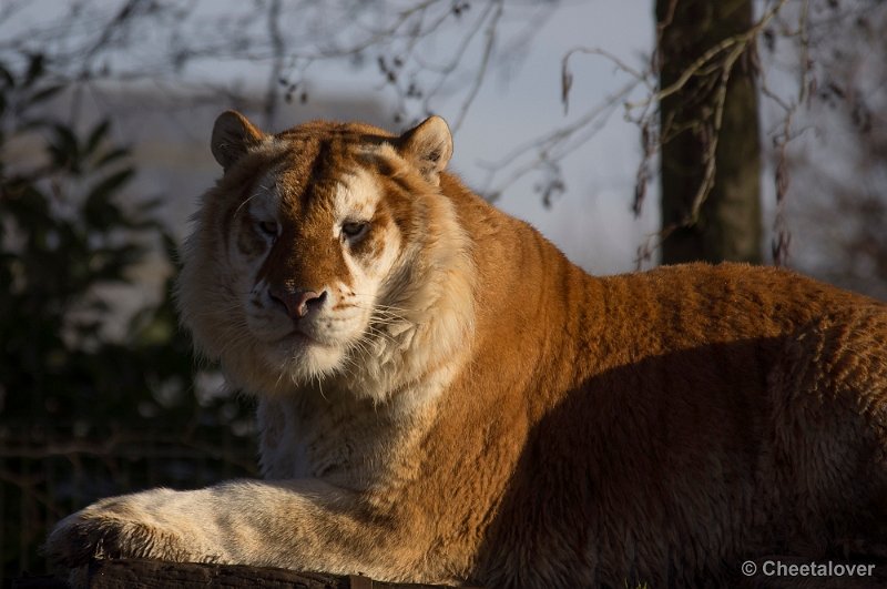 _DSC6673.JPG - Gouden Tijger