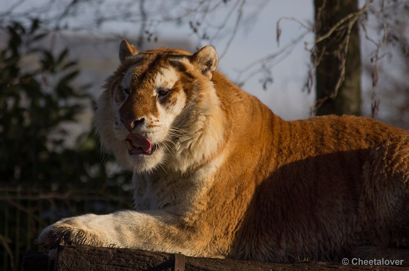 _DSC6675.JPG - Gouden Tijger