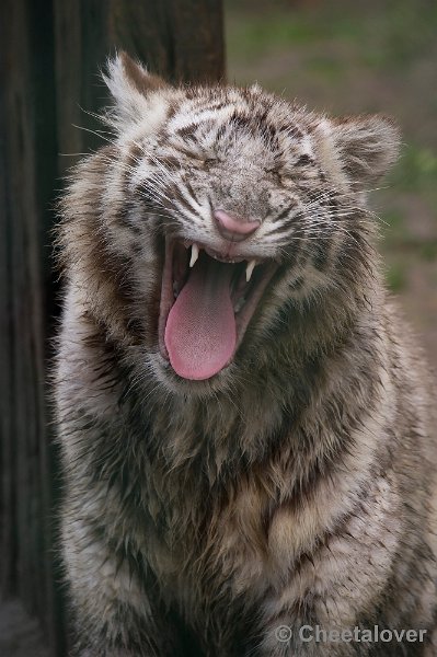 _DSC6742.JPG - Witte Tijger
