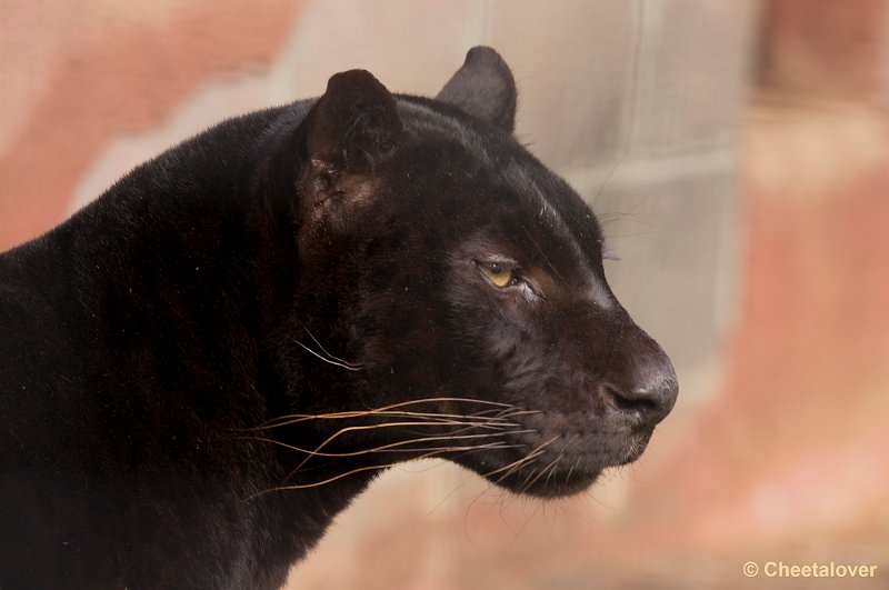 _DSC6744.JPG - Zwarte Panter
