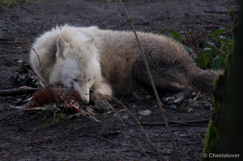 _DSC6832.JPG - Witte Wolf