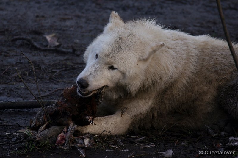 _DSC6833.JPG - Witte Wolf