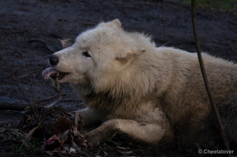 _DSC6836.JPG - Witte Wolf