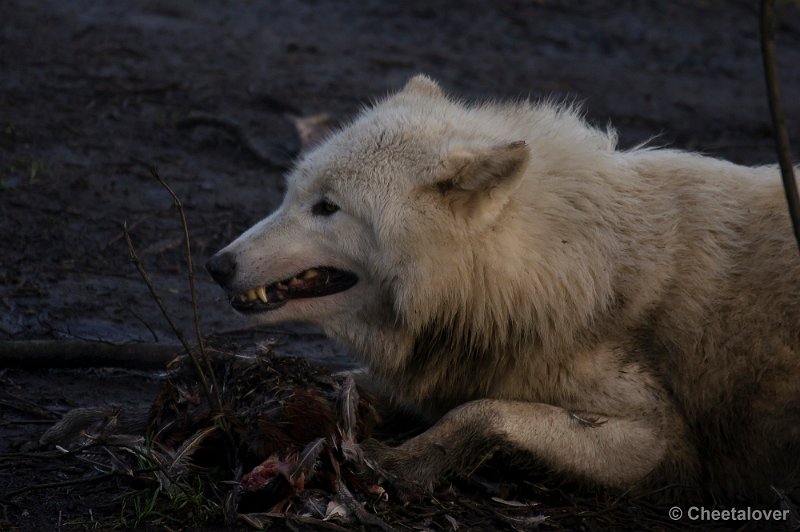 _DSC6840.JPG - Witte Wolf
