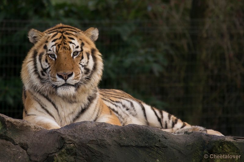 _DSC6854.JPG - Siberische Tijger