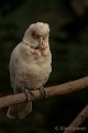 _DSC6681