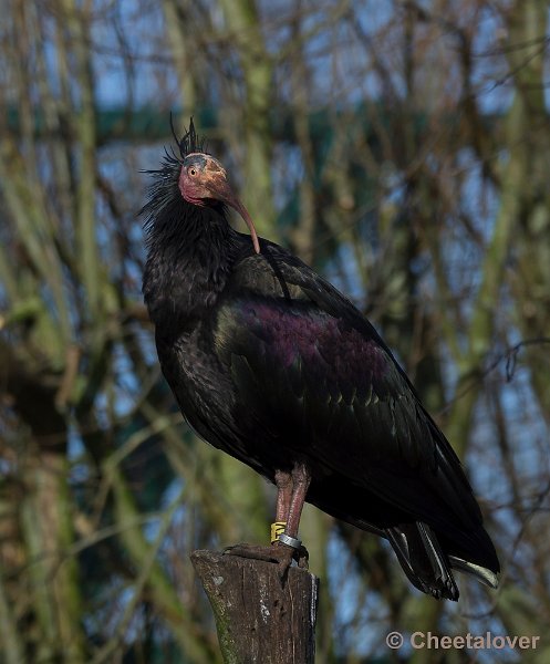 _DSC7368.JPG - Zwarte Ibis