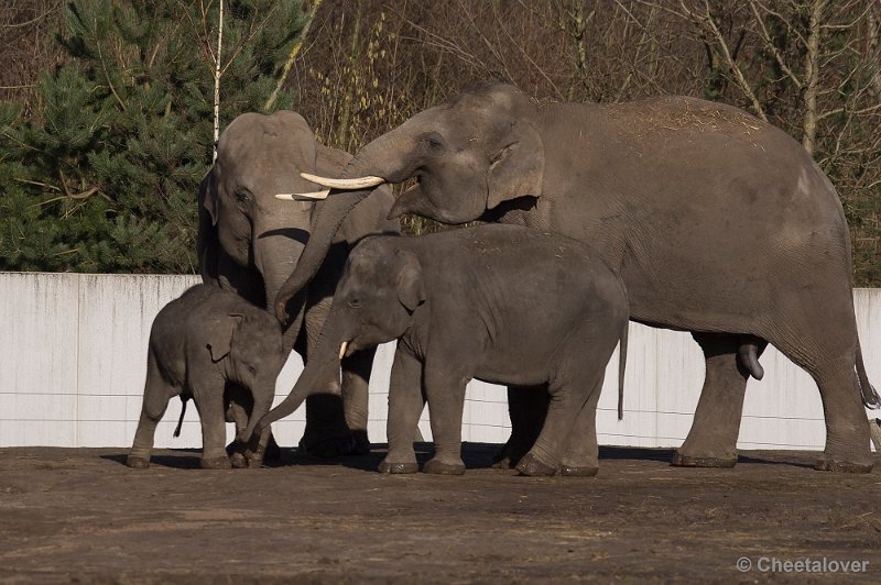 _DSC7445.JPG - Aziatische Olifant