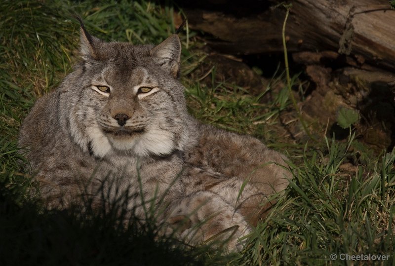 _DSC7470.JPG - Lynx