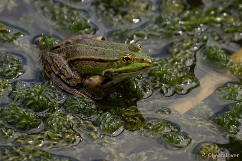 _DSC0965.JPG - Groene Kikker