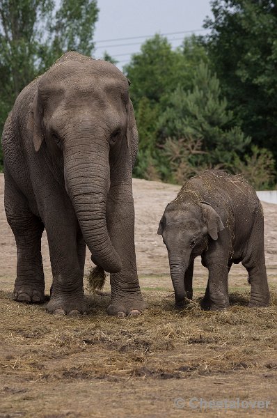 _DSC0978.JPG - Aziatische Olifant