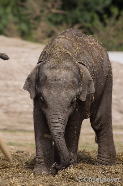 _DSC0980.JPG - SONY DSCAziatische Olifant