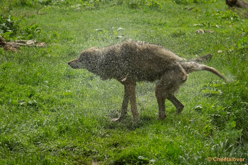 _DSC1021.JPG - Wolf