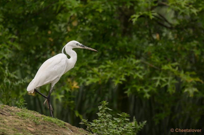 _DSC1129.JPG - Witte Reiger