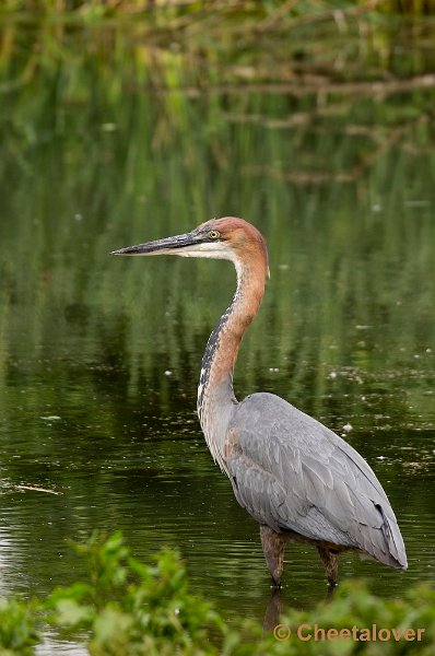 _DSC1134.JPG - Goliath Reiger