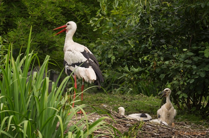 _DSC1150.JPG - Ooievaar met jong