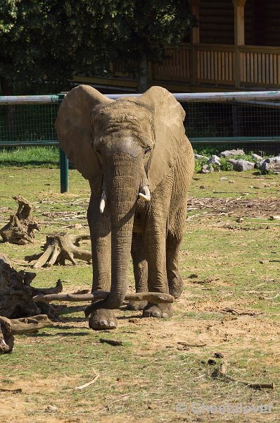 _DSC1293.JPG - Afikaanse Olifant