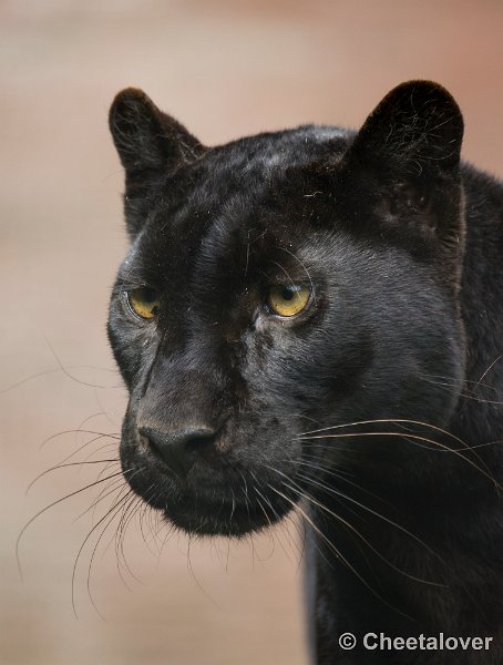 _DSC1341.JPG - Zwarte Panter