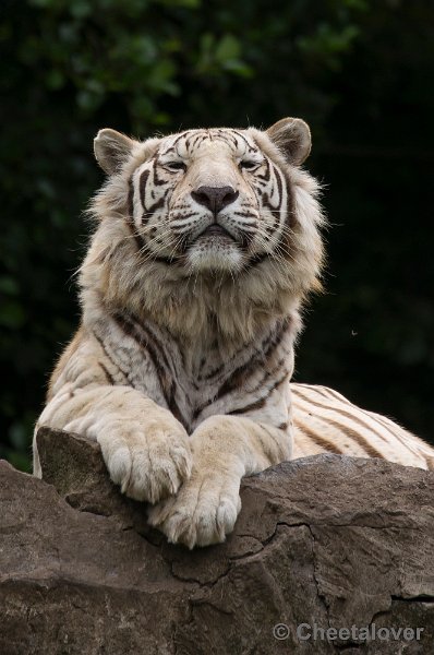 _DSC1350.JPG - Witte Tijger