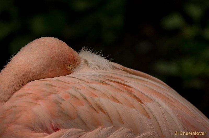 _DSC1361kopie.JPG - Flamingo