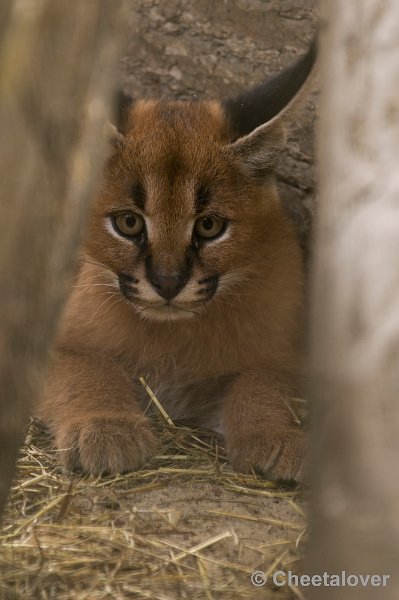 _DSC1370.JPG - Caracal