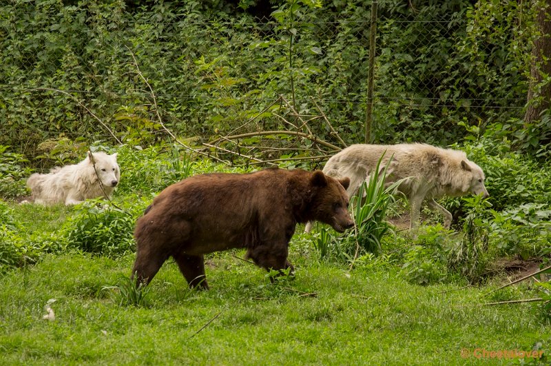 _DSC1423.JPG - Bruine Beer en Alaska Wolf