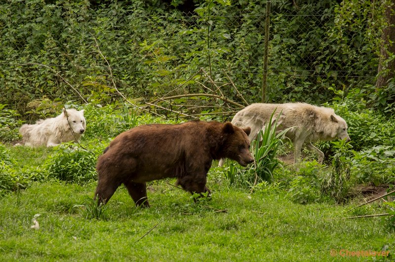 _DSC1423.JPG - Bruine Beer en Alaska Wolf