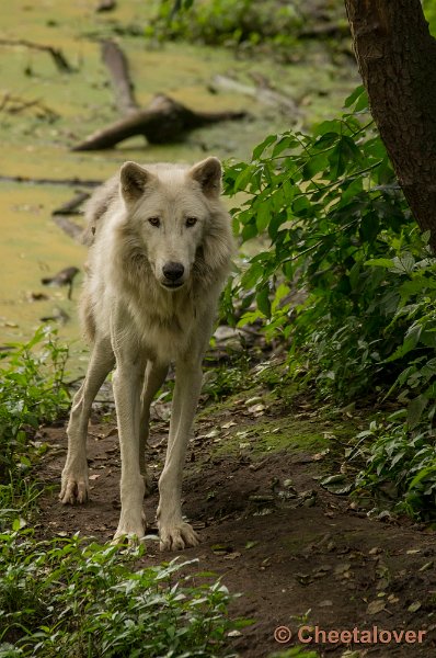 _DSC1430.JPG - Alaska Wolf
