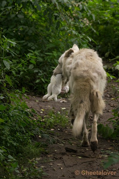 _DSC1435.JPG - Alaska Wolf