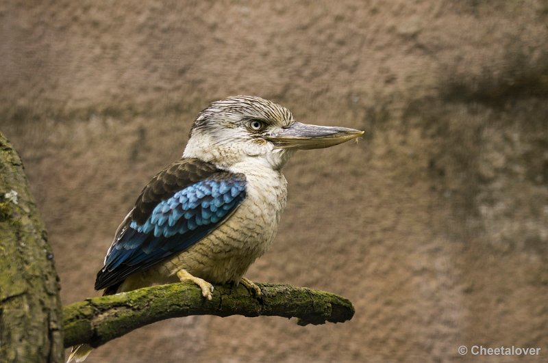 _DSC1544.JPG - Kookaburra