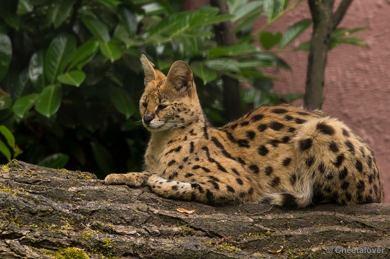 _DSC1583.JPG - Serval