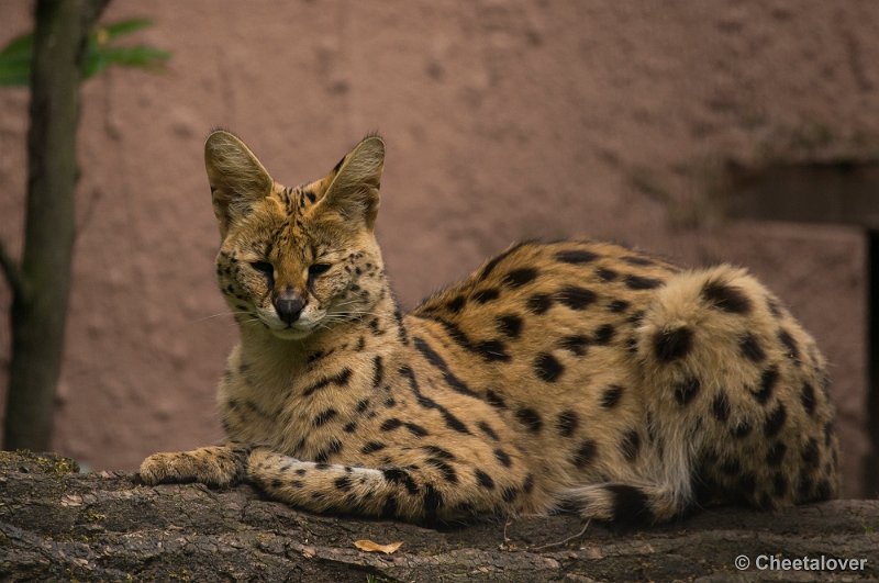 _DSC1585.JPG - Serval