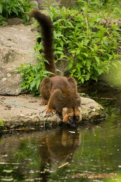 _DSC1601.JPG - Witkopmaki ?