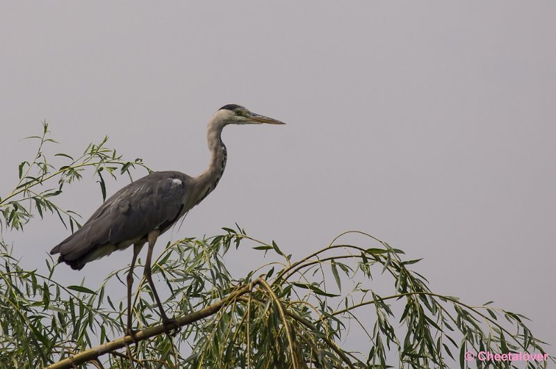 _DSC2035.JPG - Blauwe Reiger