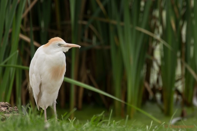 _DSC2062.JPG - Koereiger