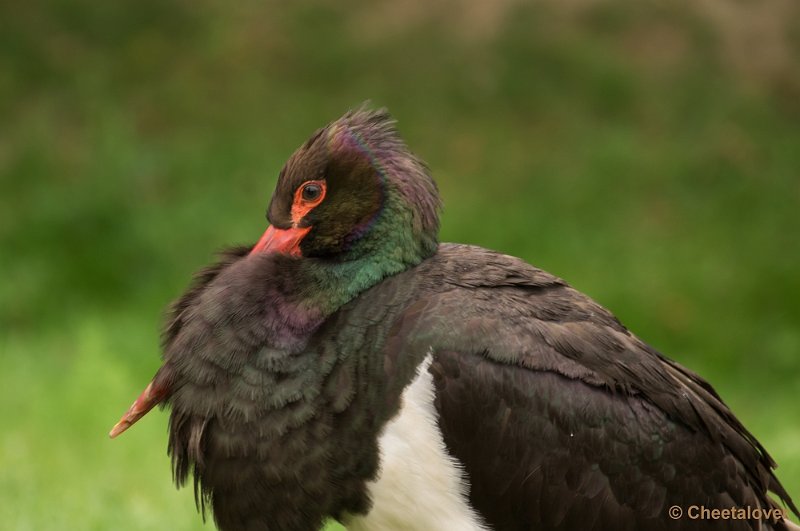 _DSC2067.JPG - Zwarte Ooievaar