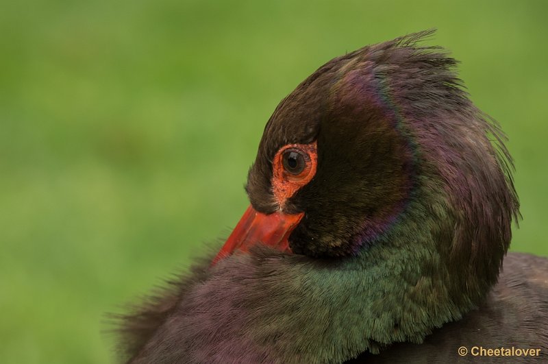 _DSC2074.JPG - Zwarte Ooievaar