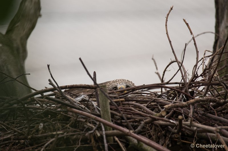 _DSC2117.JPG - Zwarte Wouw