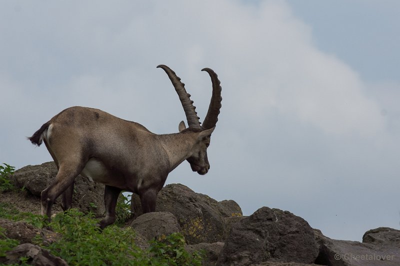 _DSC2160.JPG - Alpensteenbok