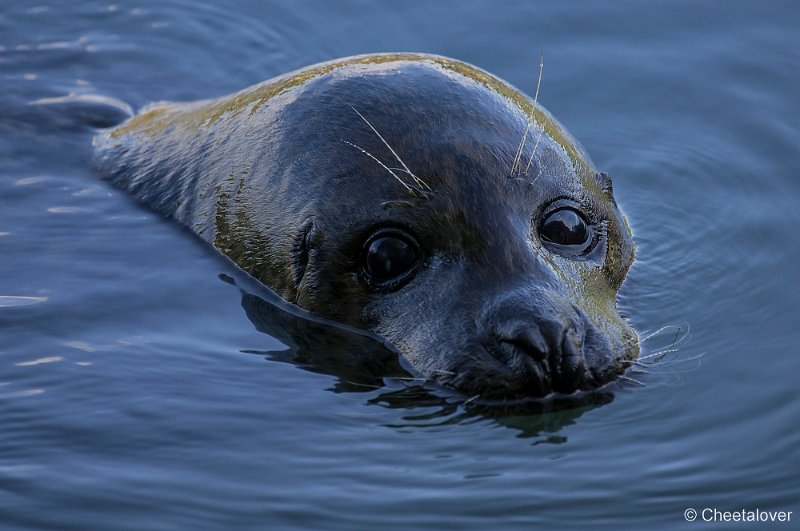 _DSC4656.JPG - Zeehond