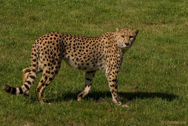 _DSC4742.JPG - Cheeta