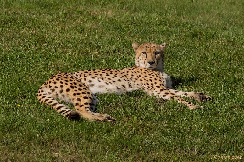 _DSC4755.JPG - Cheeta