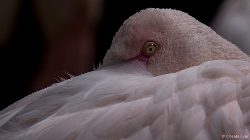 _DSC4798.JPG - Chileense Flamingo