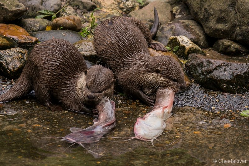 _DSC4834.JPG - Aziatische Kleinkleauwotter