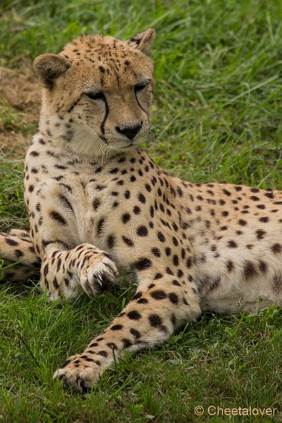 _DSC5009.JPG - Cheeta