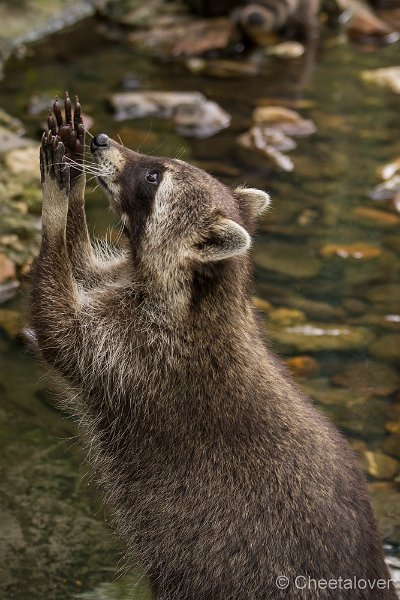 _DSC5090.JPG - Wasbeer'Pleaeaeaeaeaease.....'