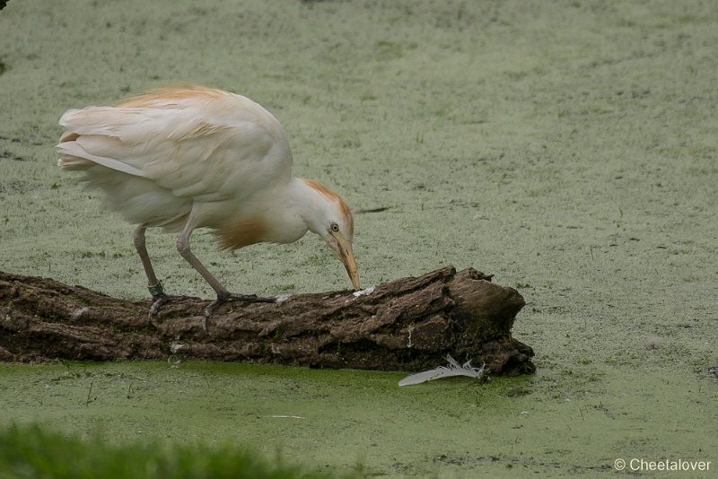 _DSC5108.JPG - Koereiger