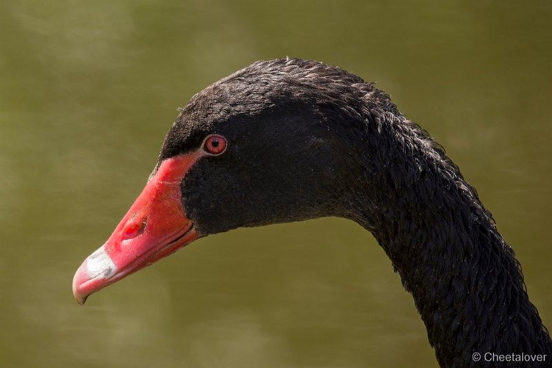 _DSC5160.JPG - Zwarte Zwaan