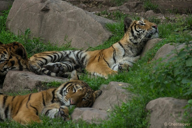 _DSC5249.JPG - Siberische Tijger